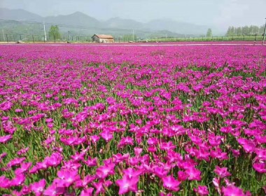 欧石竹花海