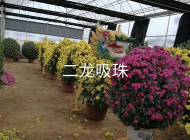 菊花造型