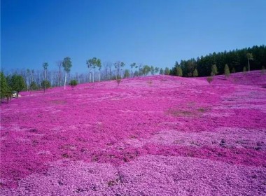 芝樱花海
