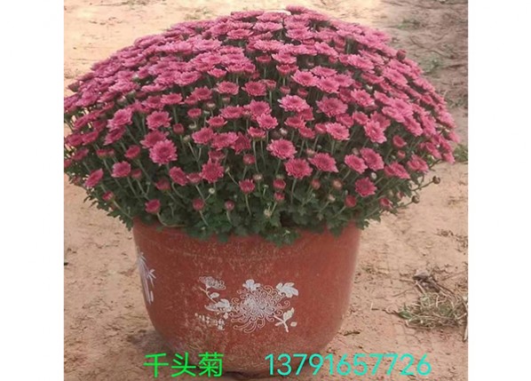 千头菊