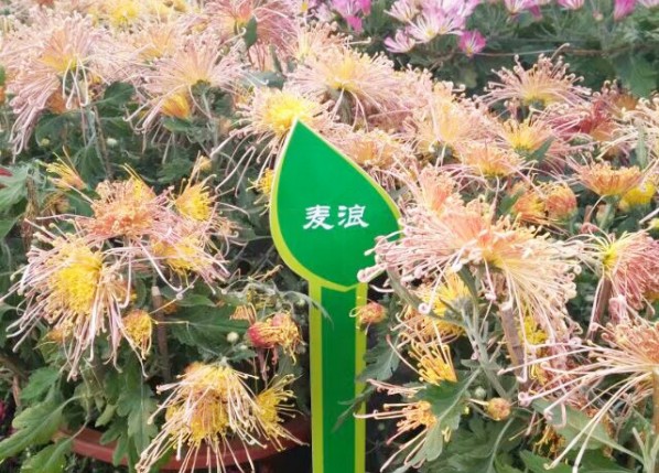 麦浪菊花