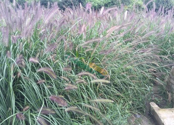 紫穗狼尾草